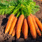 Bolero F1  Carrot