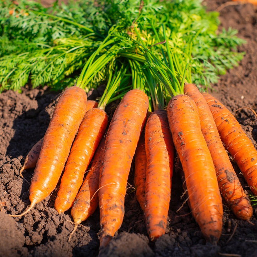 Bolero F1  Carrot