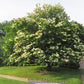 Japanese Tree Lilac lilac plant online shopping