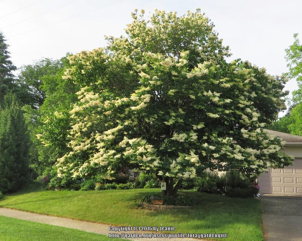 Japanese Tree Lilac lilac plant online shopping
