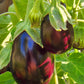 Black Beauty Organic Aubergine