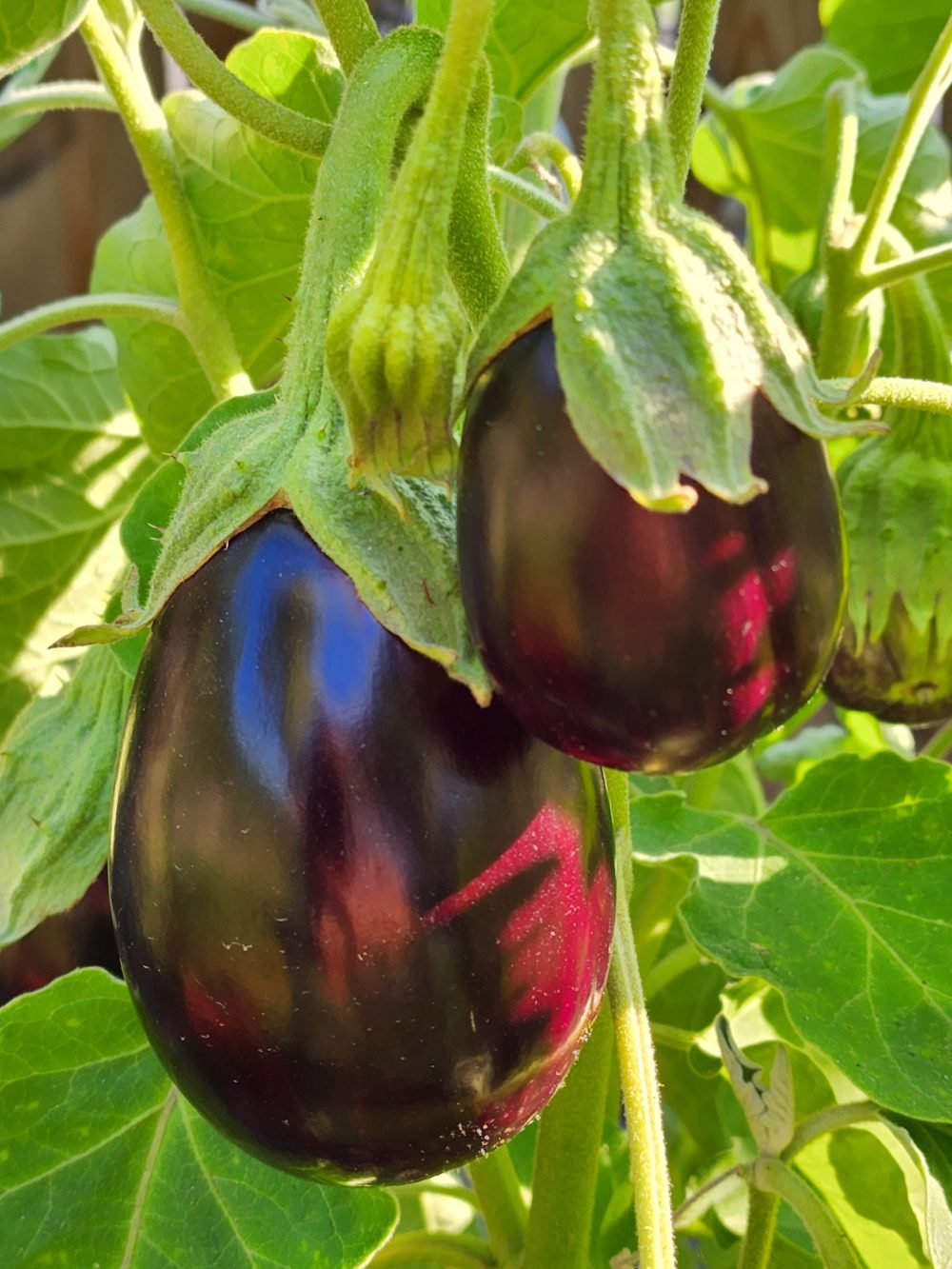 Black Beauty Organic Aubergine