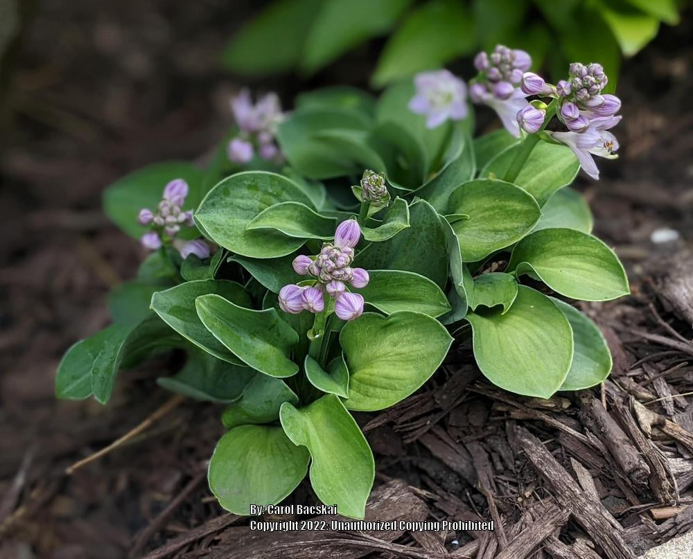 Church Mouse Hosta Plants online shopping