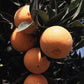 Carter Navel Orange Budwood citrus plant material online shopping
