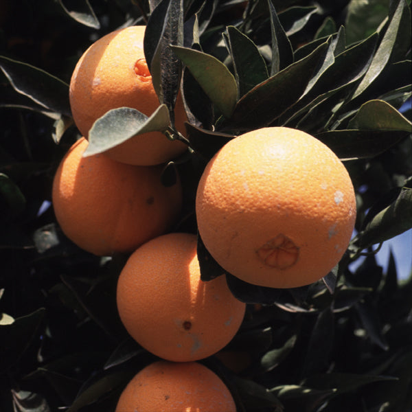 Carter Navel Orange Budwood citrus plant material online shopping