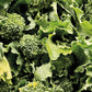 Sorrento Broccoli
