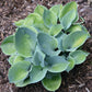 Parisian Silk Hosta Plants online shopping