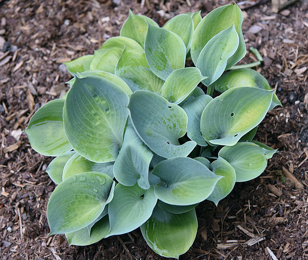 Parisian Silk Hosta Plants online shopping