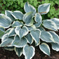Great Escape Hosta Plants online shopping