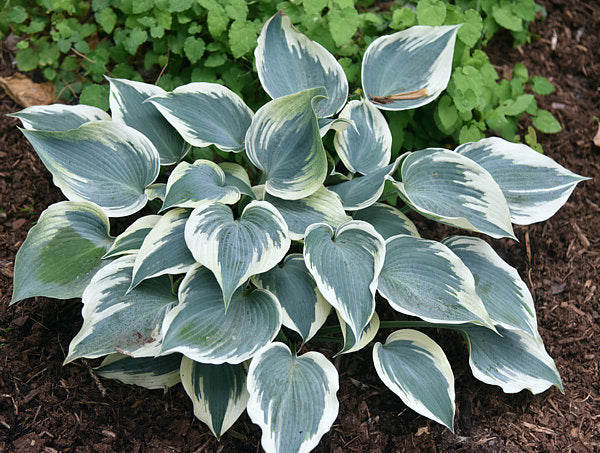 Great Escape Hosta Plants online shopping