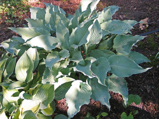 River Dance Hosta Plants online shopping