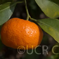 Sun Chu Sha Kat Mandarin Budwood citrus plant material online shopping
