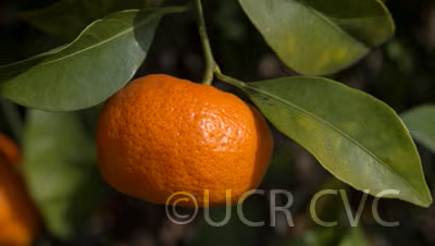 Sun Chu Sha Kat Mandarin Budwood citrus plant material online shopping