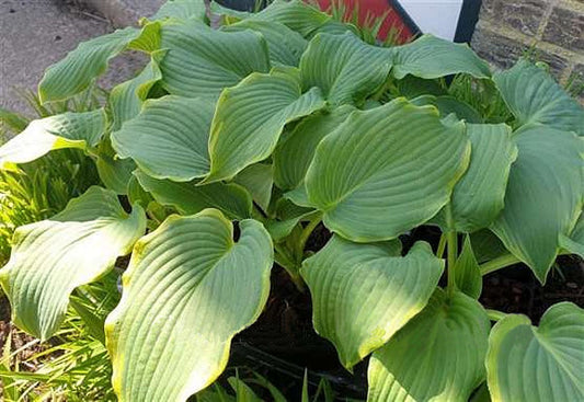 Wonderful Day Hosta Plants online shopping