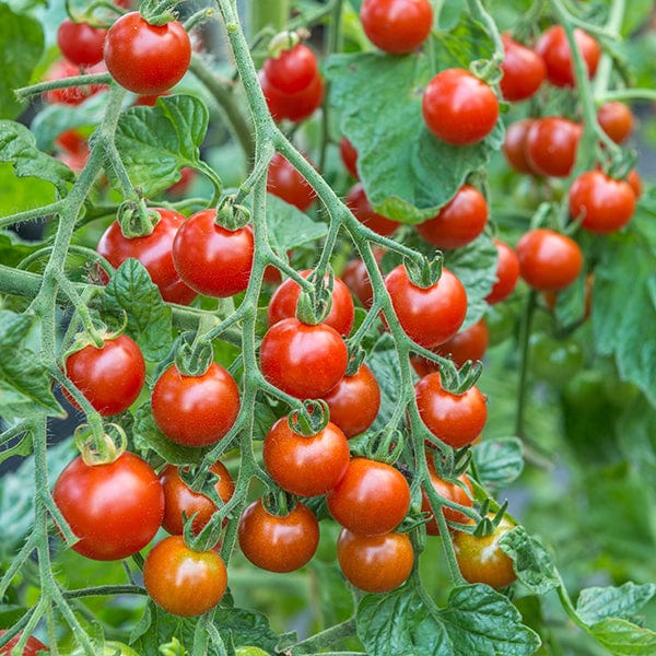 Sweet Million Tomato