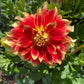 Flamethrower Dahlia