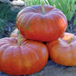 Rouge Vif d’Etampes Pumpkin