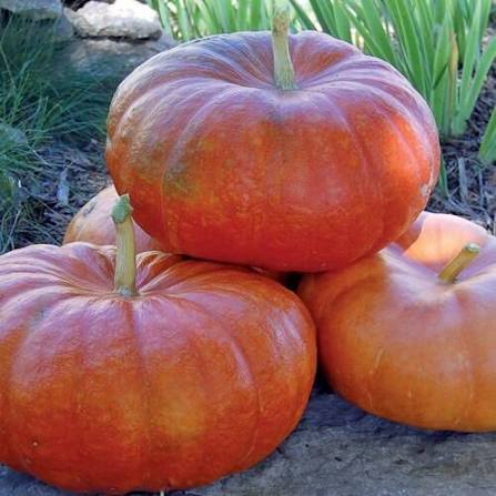 Rouge Vif d’Etampes Pumpkin