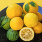 Yuzu Ichandrin Papeda Hybrid Budwood citrus plant material online shopping