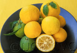 Yuzu Ichandrin Papeda Hybrid Budwood citrus plant material online shopping