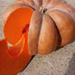 Musquee d'Hiver de Provence Pumpkin Seeds online shopping