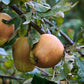 Hudson’s Golden Gem Heirloom Apple