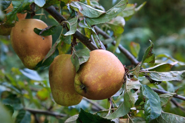 Hudson’s Golden Gem Heirloom Apple