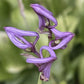Tiny Bubbles Hosta Plants online shopping