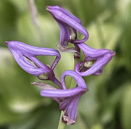 Tiny Bubbles Hosta Plants online shopping