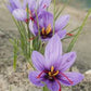 Sativus Saffron Fall Flowering Crocus Corms