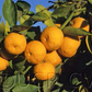 Sudachi Ichandrin Papeda Hybrid Budwood citrus plant material online shopping