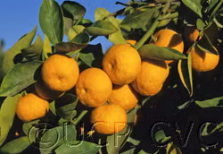 Sudachi Ichandrin Papeda Hybrid Budwood citrus plant material online shopping