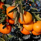 Miyagawa Satsuma Mandarin Budwood citrus plant material online shopping