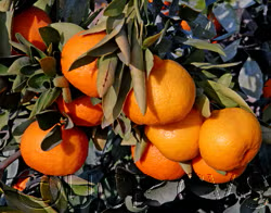Miyagawa Satsuma Mandarin Budwood citrus plant material online shopping