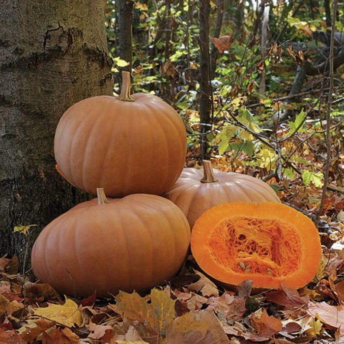 Spellcast F1 Pumpkin
