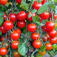 Tiny Tim Cherry Tomato