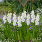 Nova Zembla Gladiolus Corms