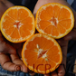 Selma Satsuma Mandarin Budwood citrus plant material online shopping
