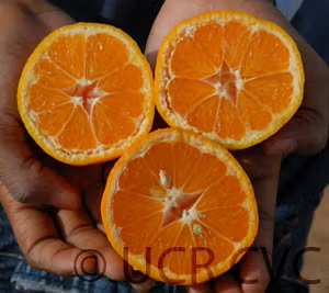 Selma Satsuma Mandarin Budwood citrus plant material online shopping