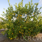 Limonero Messina Lemon Budwood citrus plant material online shopping