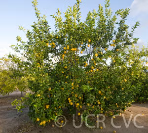 Limonero Messina Lemon Budwood citrus plant material online shopping