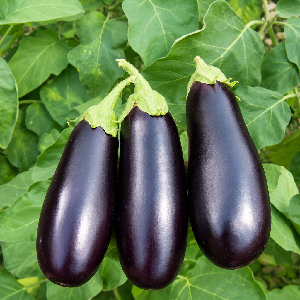 Diamond Aubergine