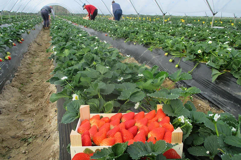 Renewal Early Short Day Strawberry