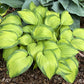 Love Of My Life Hosta Plants online shopping