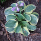 Mighty Mouse Hosta