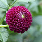 Dot Com Dahlia