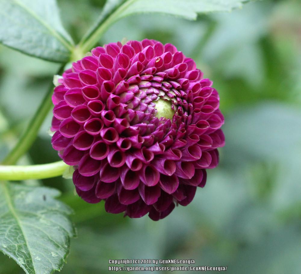 Dot Com Dahlia