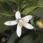 Volckamer Lemon Budwood citrus plant material online shopping