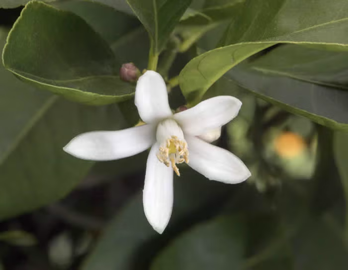 Volckamer Lemon Budwood citrus plant material online shopping