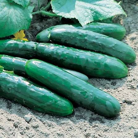 Marketmore 76 Cucumber Seeds online shopping